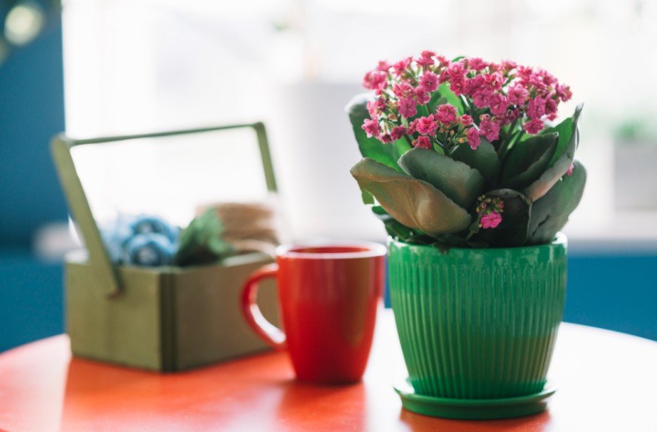 Best Birthday Gifts for Neighbors